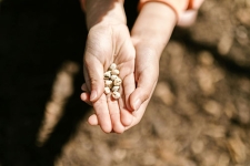 Hands  cupped holding seeds above the dirt ground