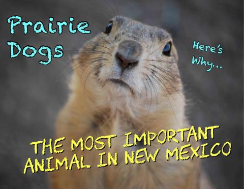 Prairie Dogs