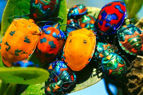 photograph of brightly colored beetles