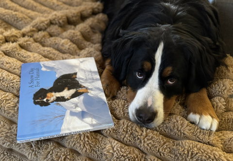 Image of reading dog, Maggie, a Bernese Mountain Dog, with the book about a Bernese puppy, "A Snowy Day for Hannah"