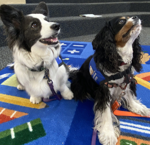 Image of two reading dogs, ffion and ivey rose at the Southside Library