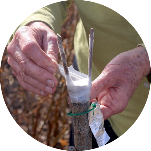 A gardener grafts a fruit tree, fixing the cuttings with wrapped with parafilm