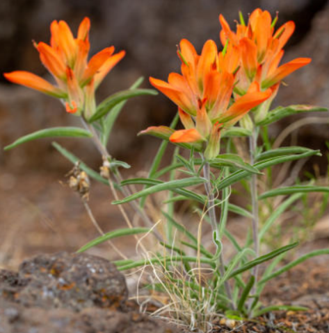 A close-up of a cluster of orange and yellow Indian paintbrush flowers with green leaves, growing among rocks and dry grass.