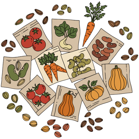 A collection of seed packets featuring tomatoes, carrots, beans, peas, and pumpkins, surrounded by loose seeds.