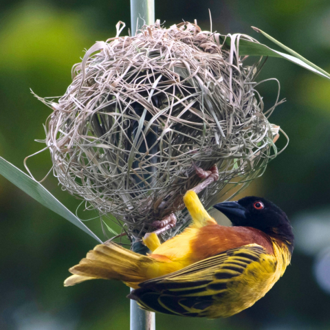 A yellow and black bird is building a ball shaped nest from dried grass and reeds.