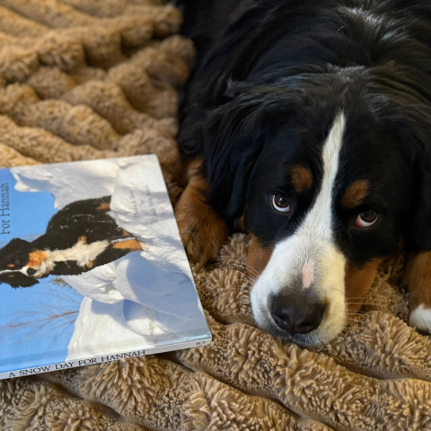 Image of reading dog, Maggie, a Bernese Mountain Dog, with the book about a Bernese puppy, "A Snowy Day for Hannah"
