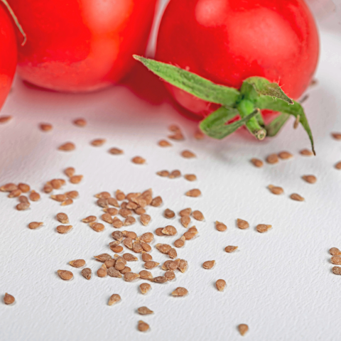 Several ripe red tomatoes and a scattering of tomato seeds on a white surface.
