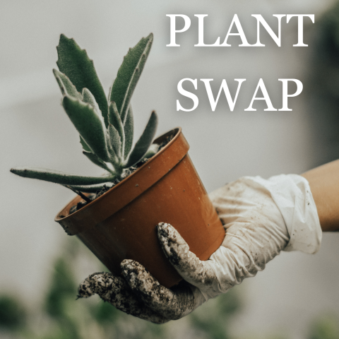 Text reads PLANT SWAP over image of a gloved hand holding a small potted succulent plant with fuzzy leaves.
