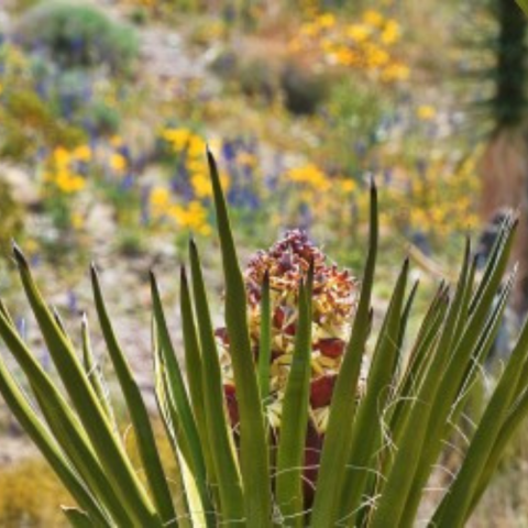 A Yucca plant in the foreground with a background of blooming desert wildflowers in yellow and purple hues.
