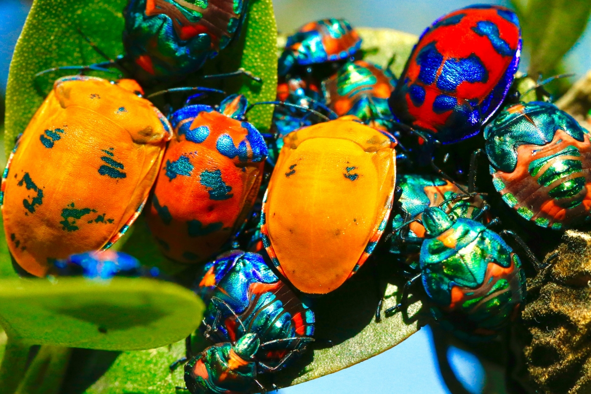 photograph of brightly colored beetles