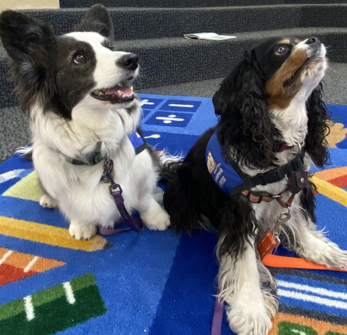 Image of two reading dogs, ffion and ivey rose at the Southside Library