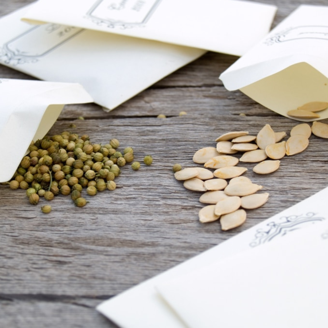 Seed packets are open and spilling coriander seeds and pumpkin seeds onto a rustic wooden table.
