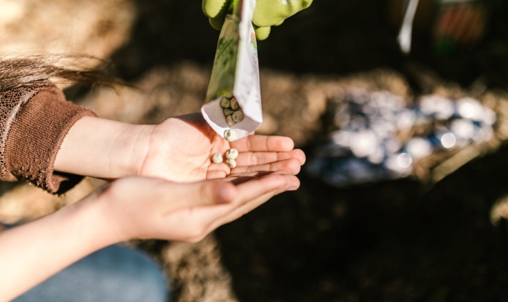 person holding seeds in hand